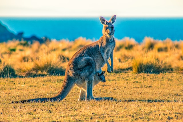 Australien Flüge mit SkyExplorer