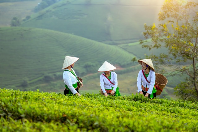 Vietnam Flüge mit SkyExplorer